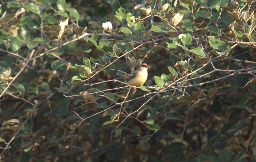 Bengalí Rojo - ML645097981