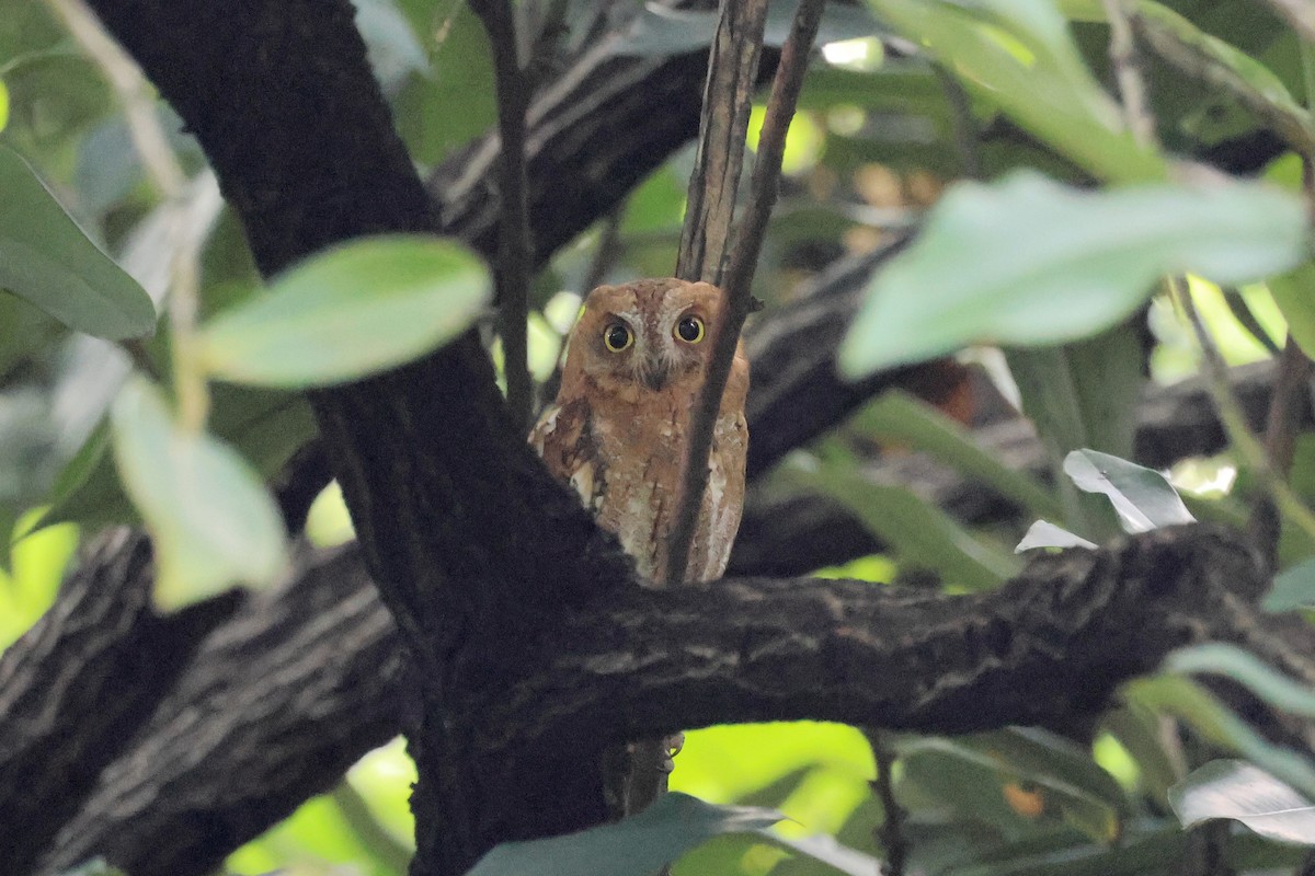 výreček asijský - ML645097983