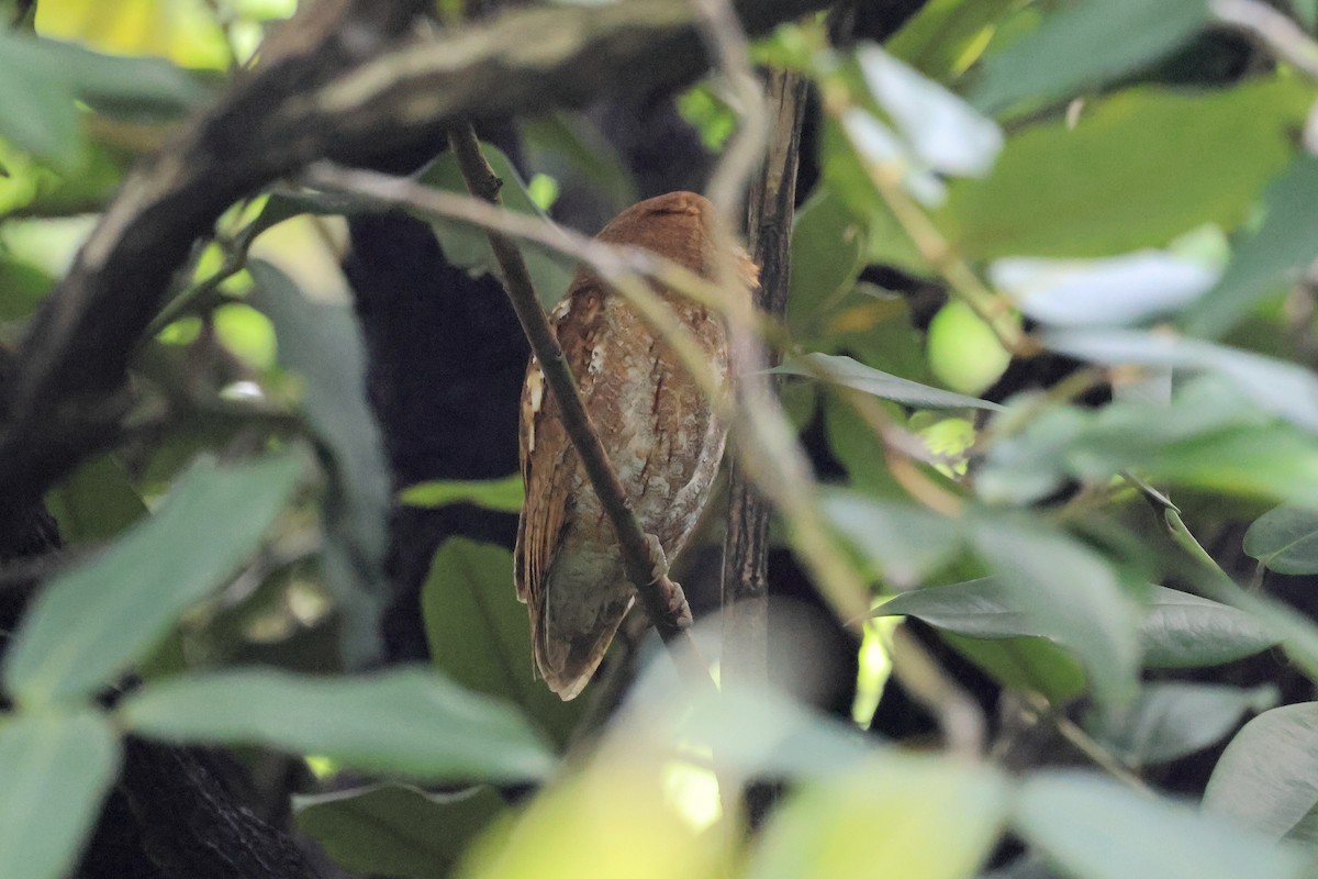 výreček asijský - ML645097984