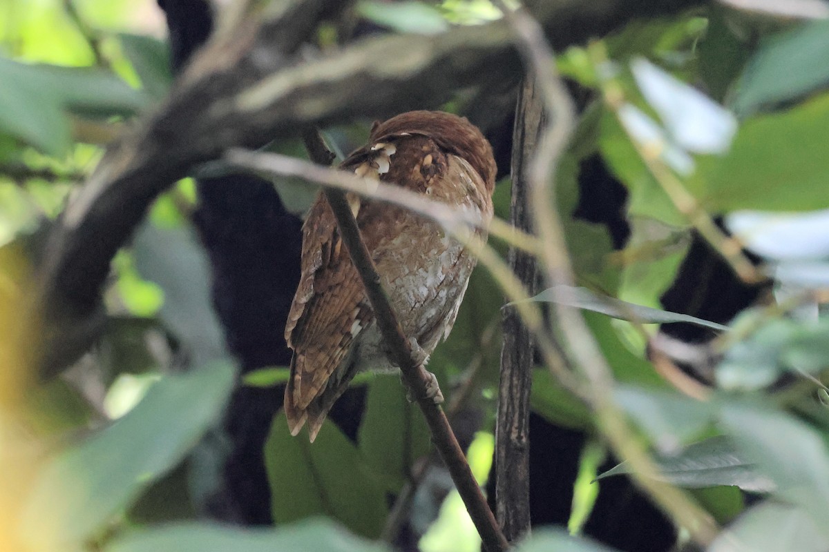 výreček asijský - ML645097985