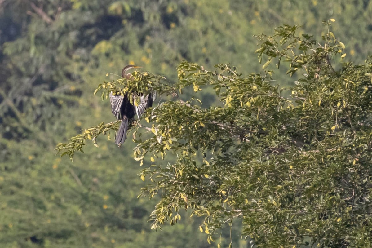 Anhinga roux - ML645097996