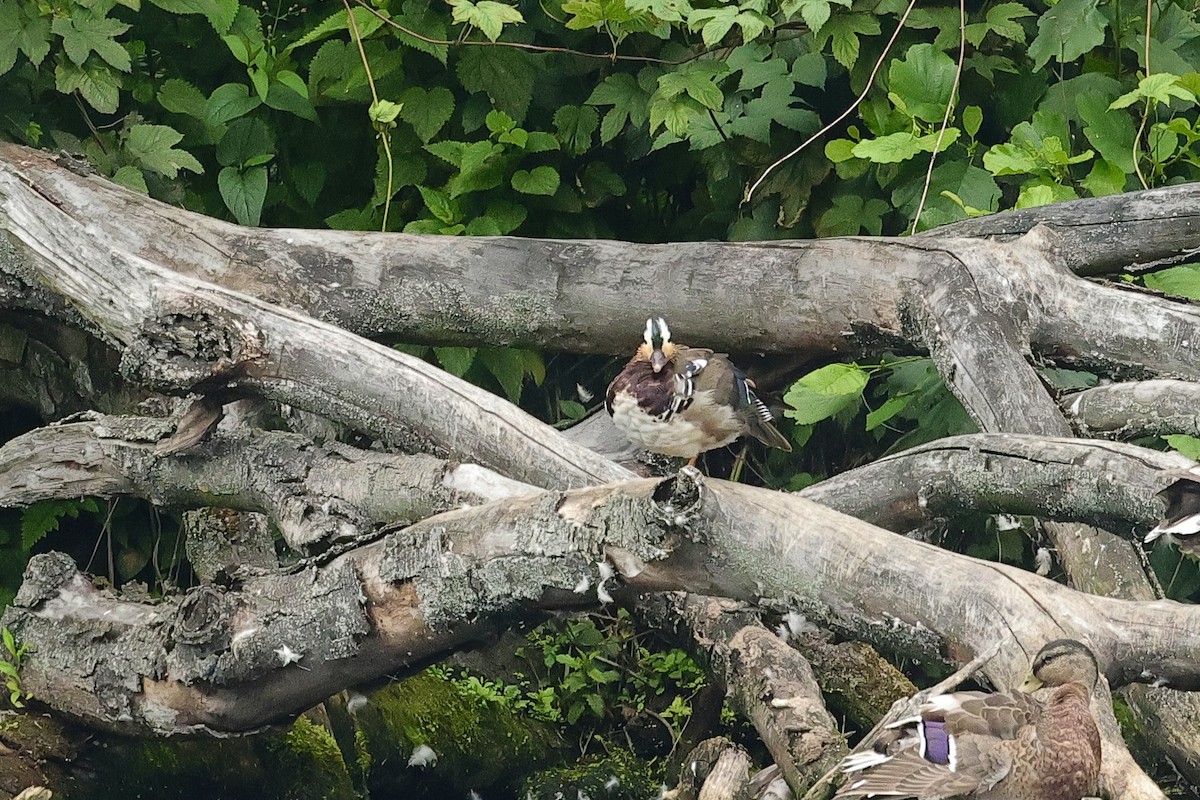 Mandarin Duck - ML645097999