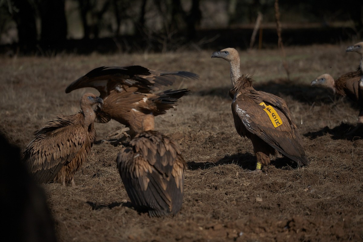 Eurasian Griffon - ML645098008
