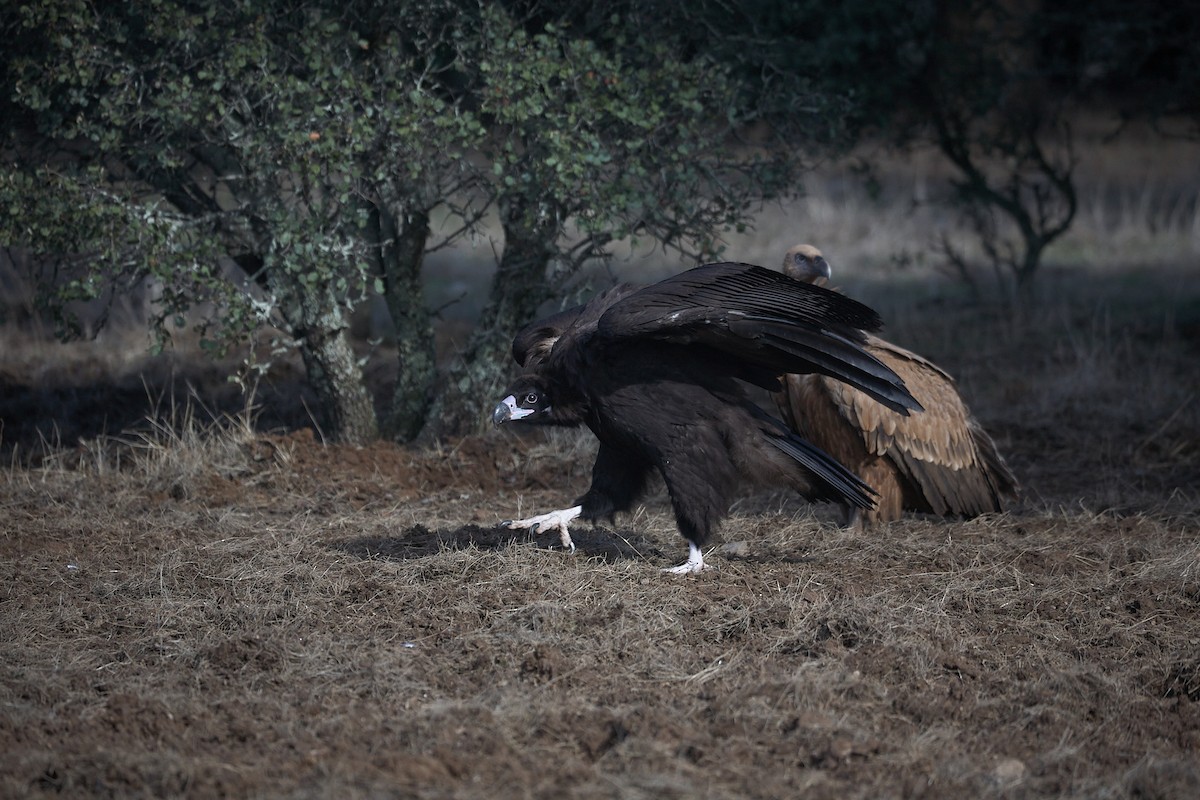 Cinereous Vulture - ML645098009