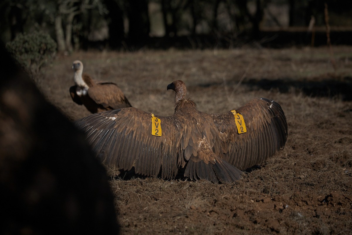 Eurasian Griffon - ML645098013