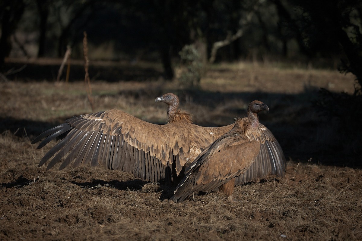 Eurasian Griffon - ML645098015