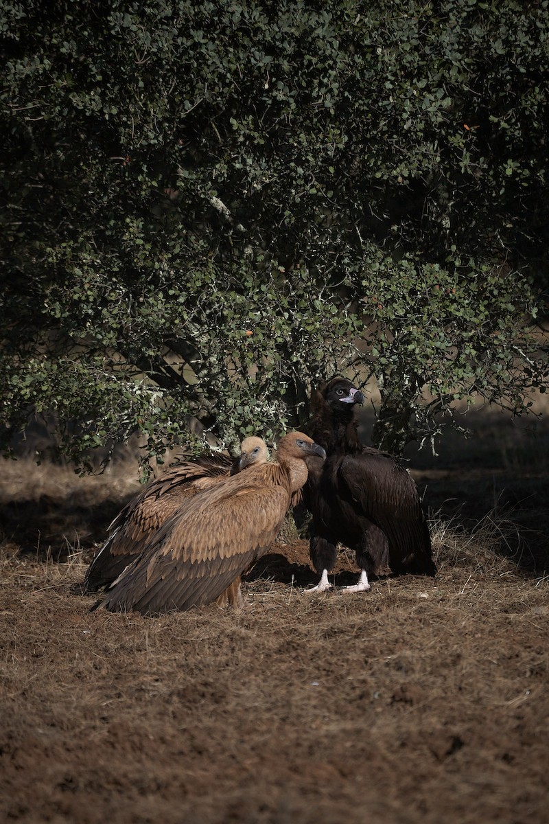 Cinereous Vulture - ML645098016