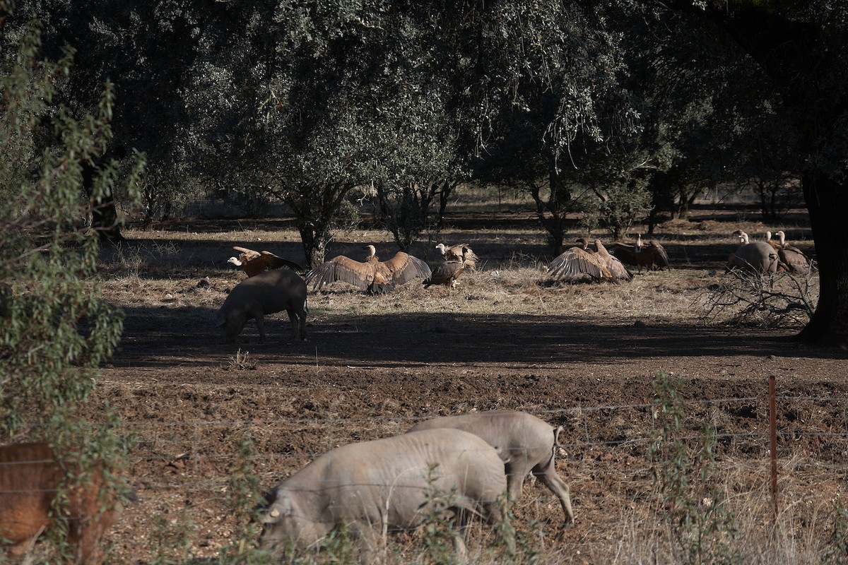 Eurasian Griffon - ML645098018