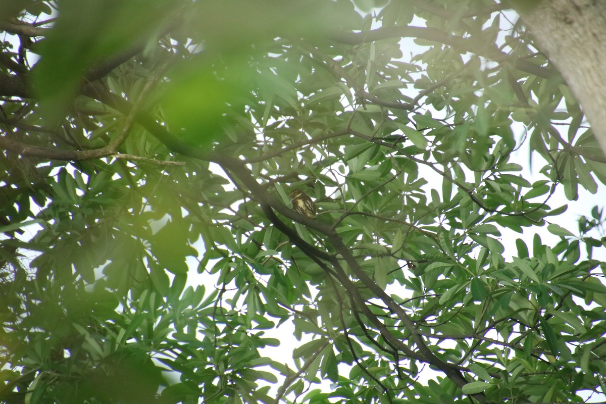 Collared Owlet - ML645098019