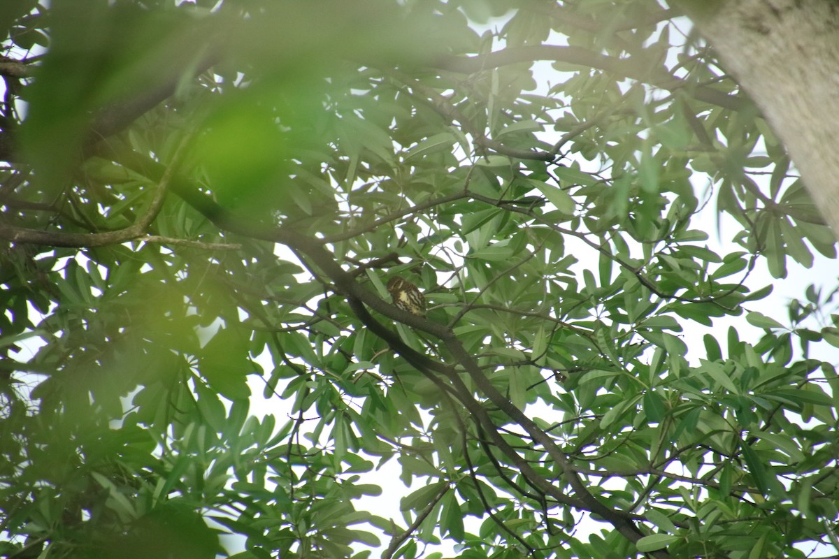 Collared Owlet - ML645098020