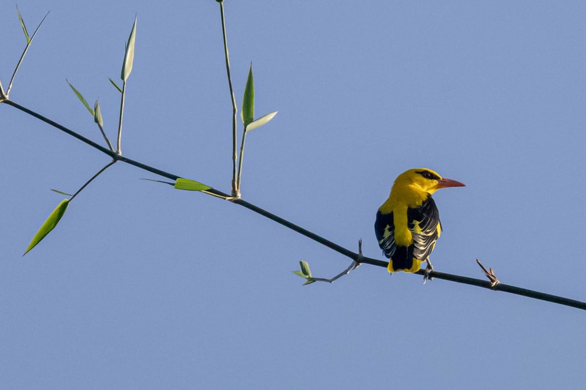 Indian Golden Oriole - ML645098021
