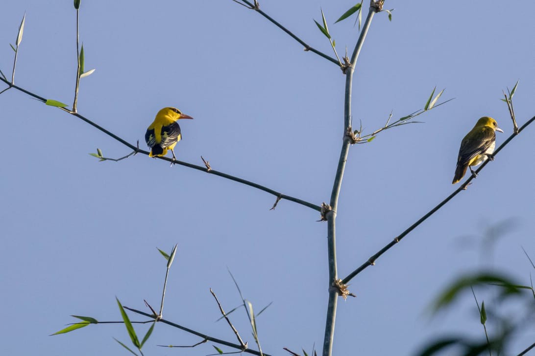 Indian Golden Oriole - ML645098022