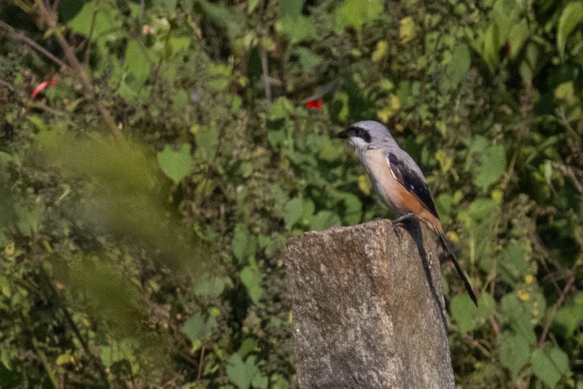Long-tailed Shrike - ML645098023