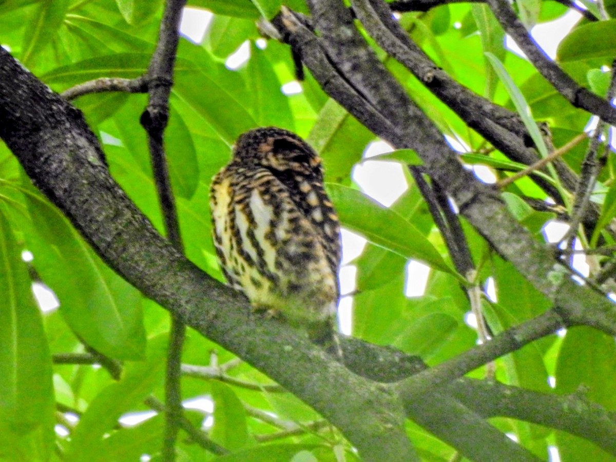 Collared Owlet - ML645098032