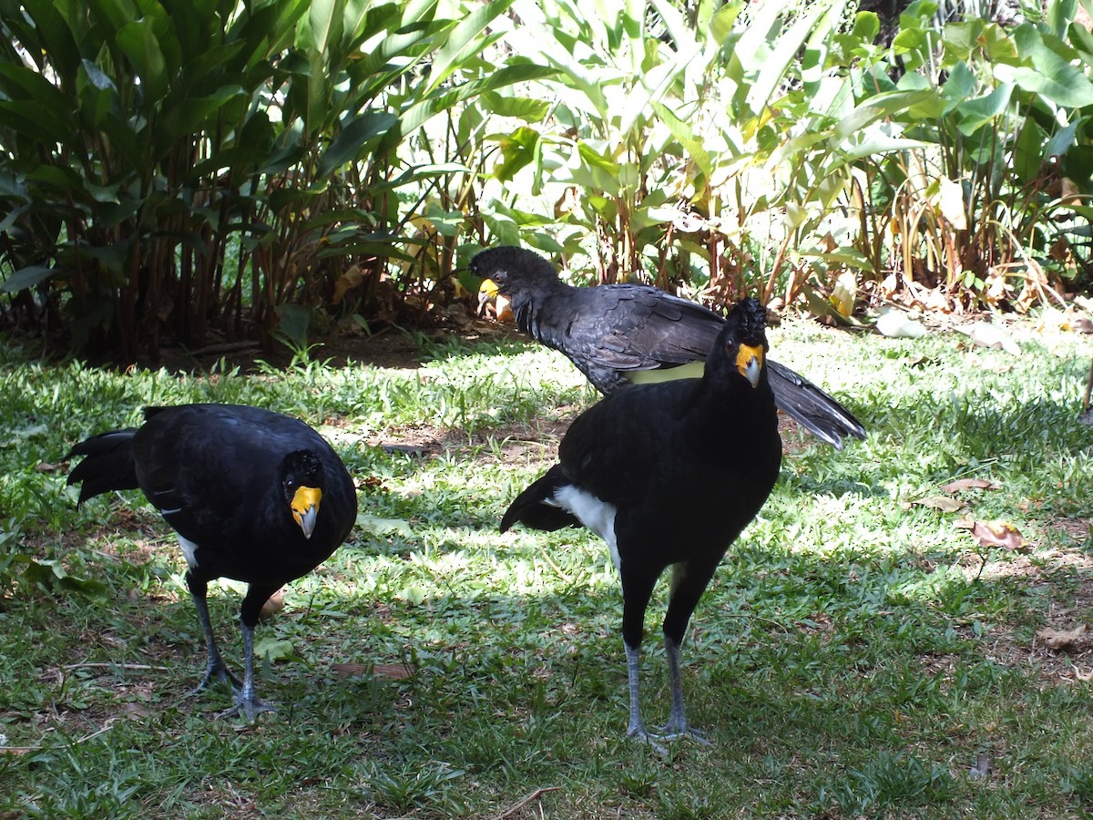 Black Curassow - ML645098039