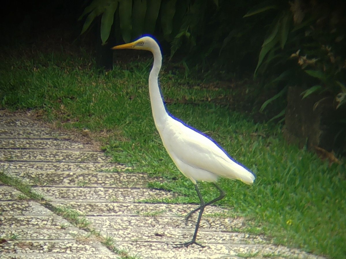 Medium Egret - ML645098040