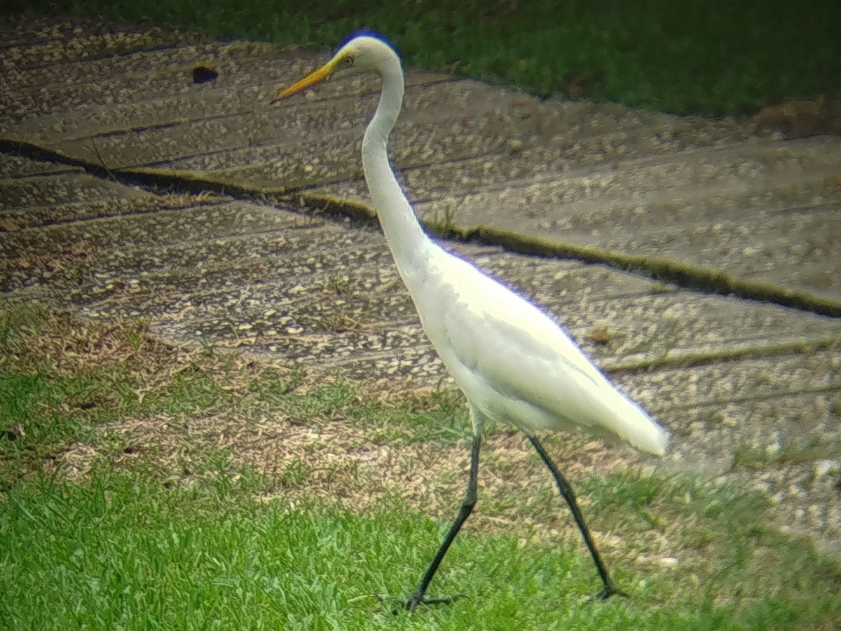 Medium Egret - ML645098041