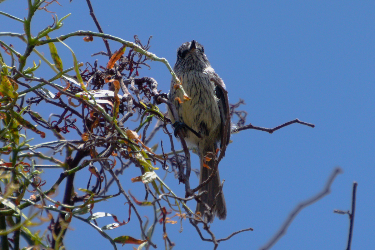 Tufted Tit-Tyrant - ML645098043