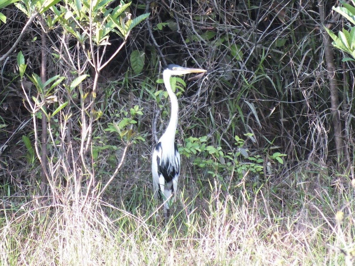 Cocoi Heron - ML645098045