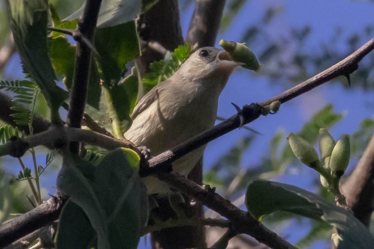 Pale-billed Flowerpecker - ML645098047