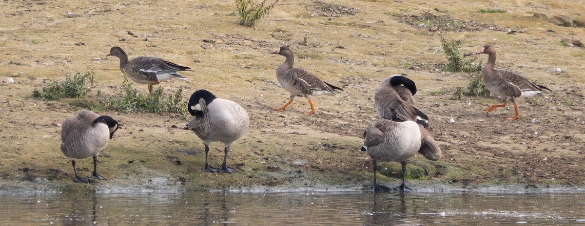 Greater White-fronted Goose - ML645098049