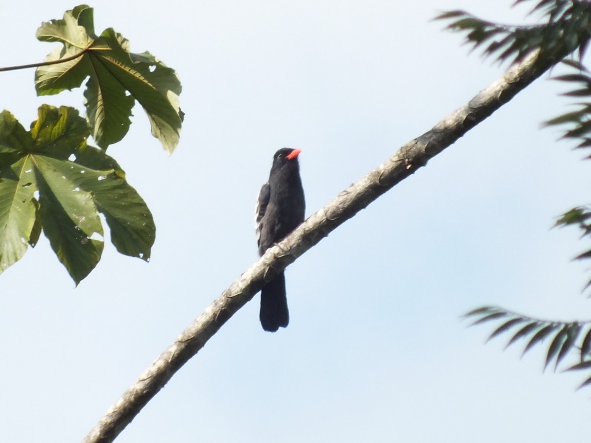Black Nunbird - ML645098051