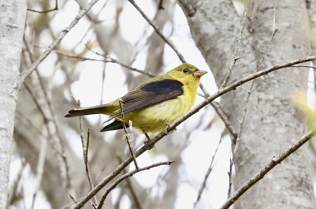 Scarlet Tanager - ML645098053