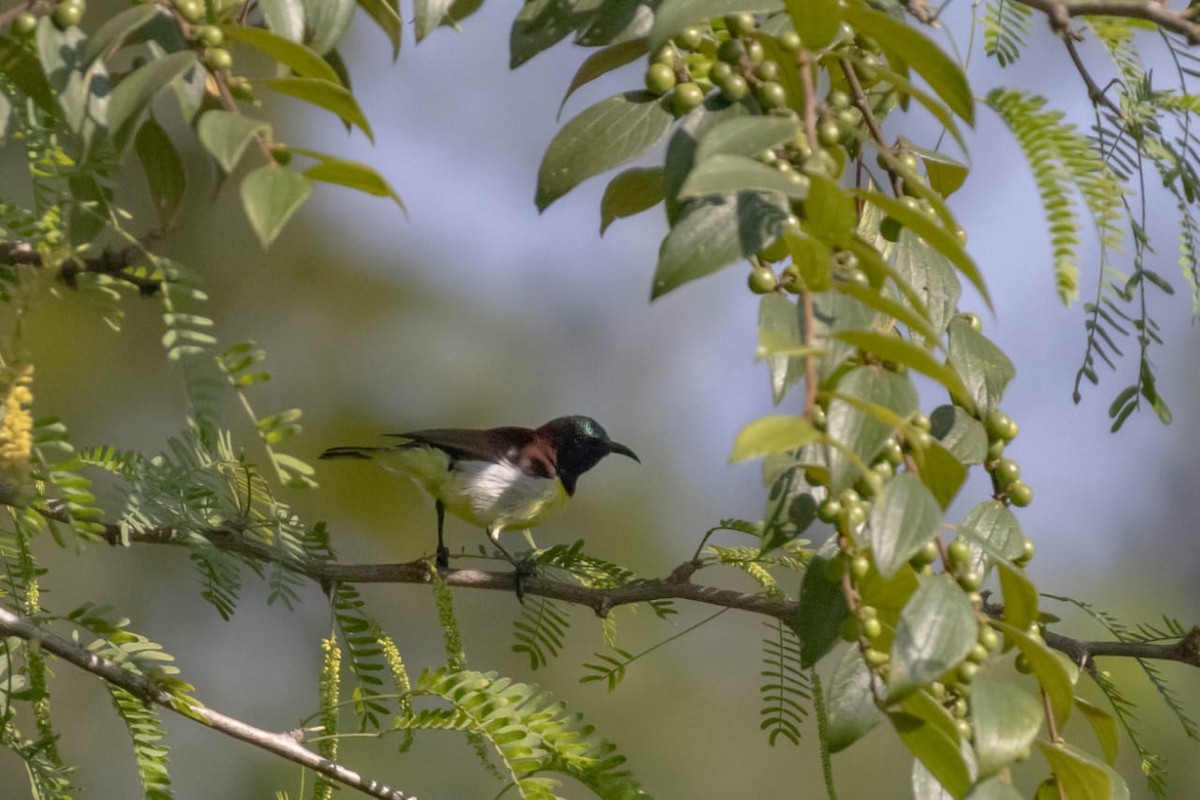 Purple-rumped Sunbird - ML645098055