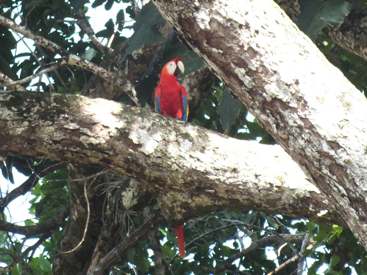Scarlet Macaw - ML645098057