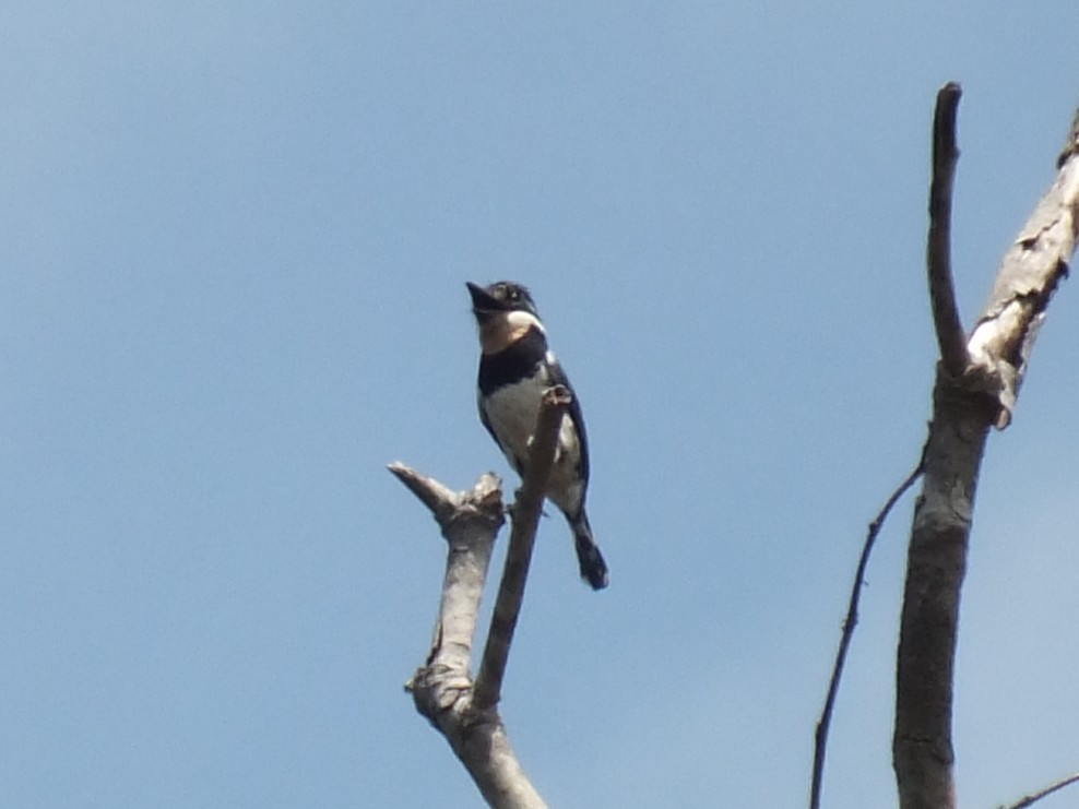 Tamatia pie - ML645098060