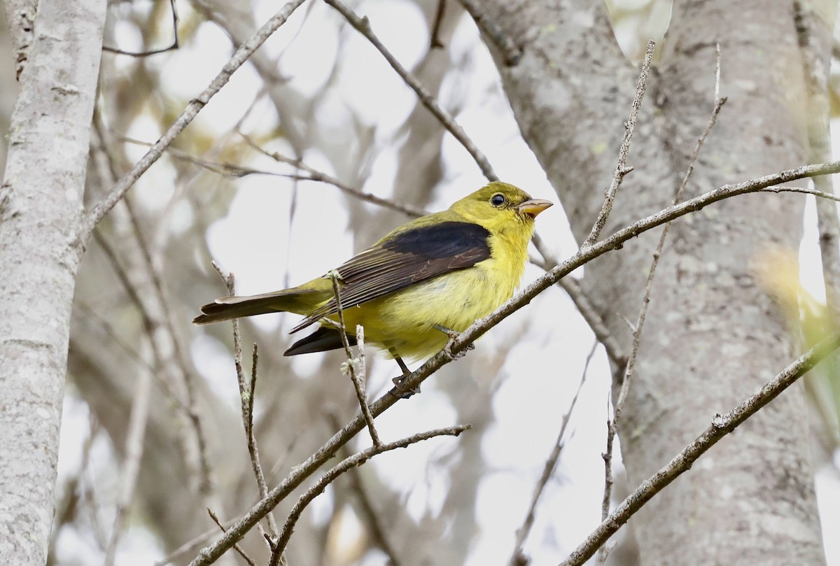 Scarlet Tanager - ML645098064