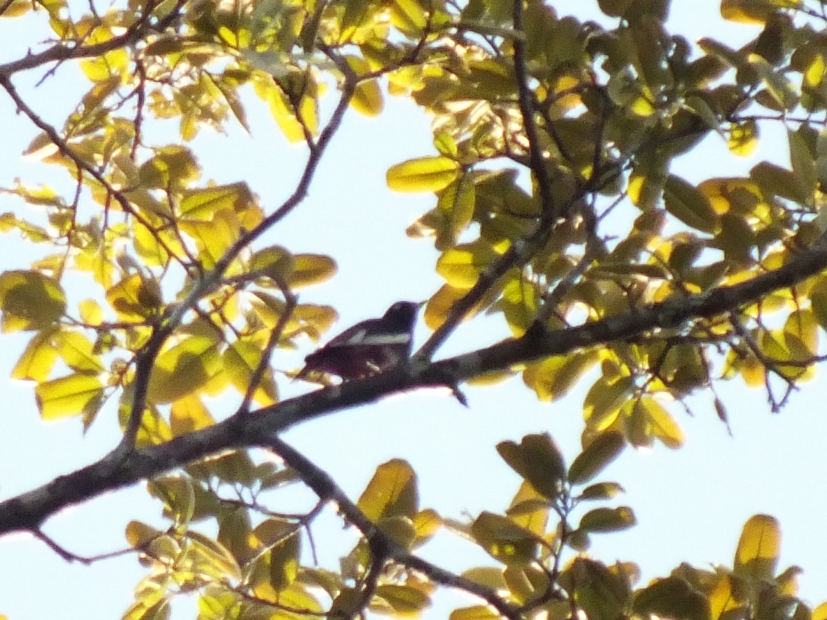 Cotinga pompadour - ML645098066