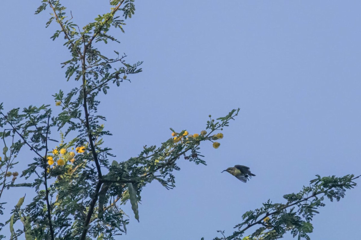 Souimanga asiatique - ML645098067