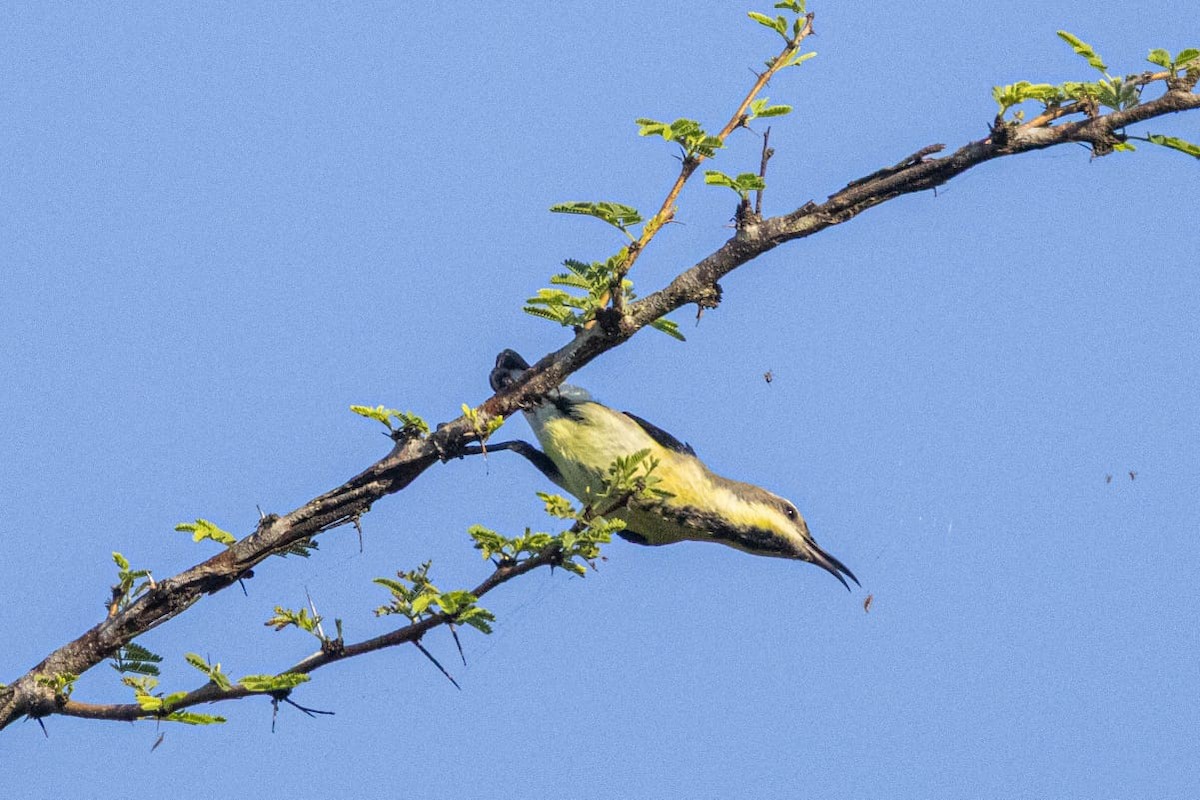 Souimanga asiatique - ML645098068