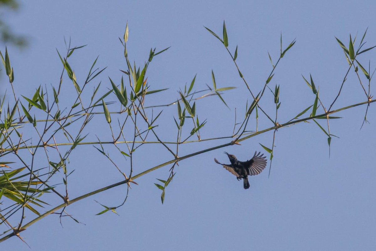 Souimanga asiatique - ML645098069