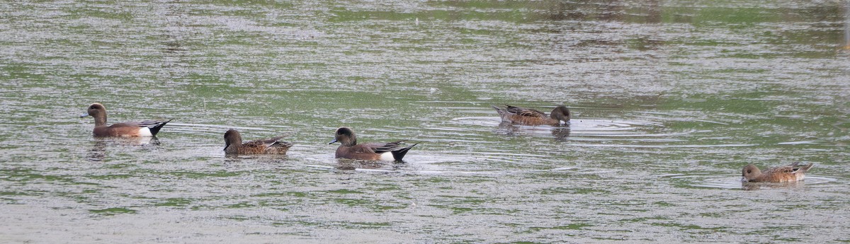 Canard d'Amérique - ML645098070