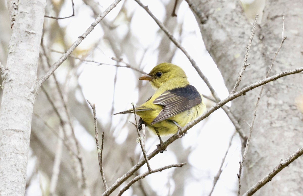 Scarlet Tanager - ML645098071