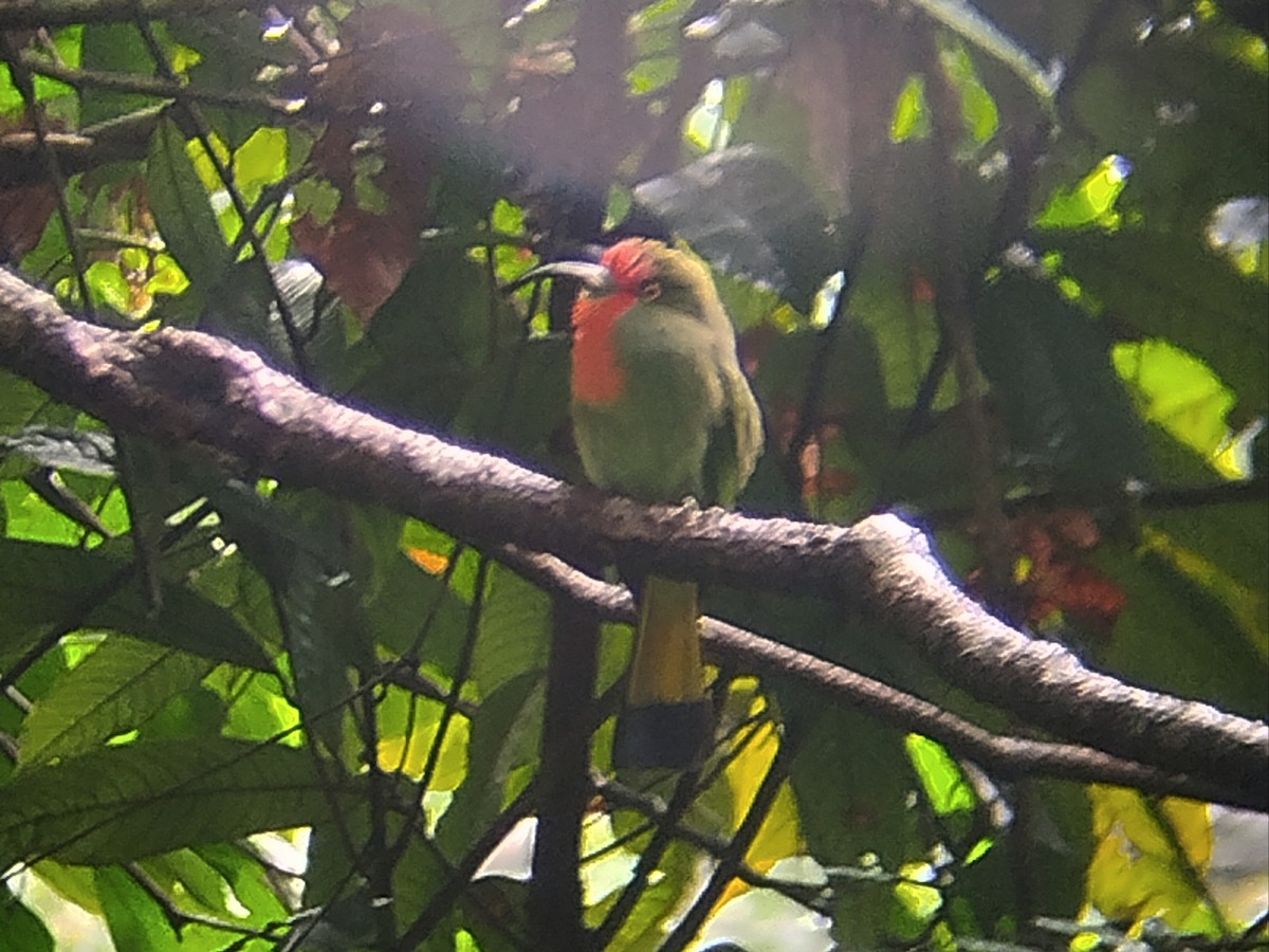 Guêpier à fraise - ML645098074