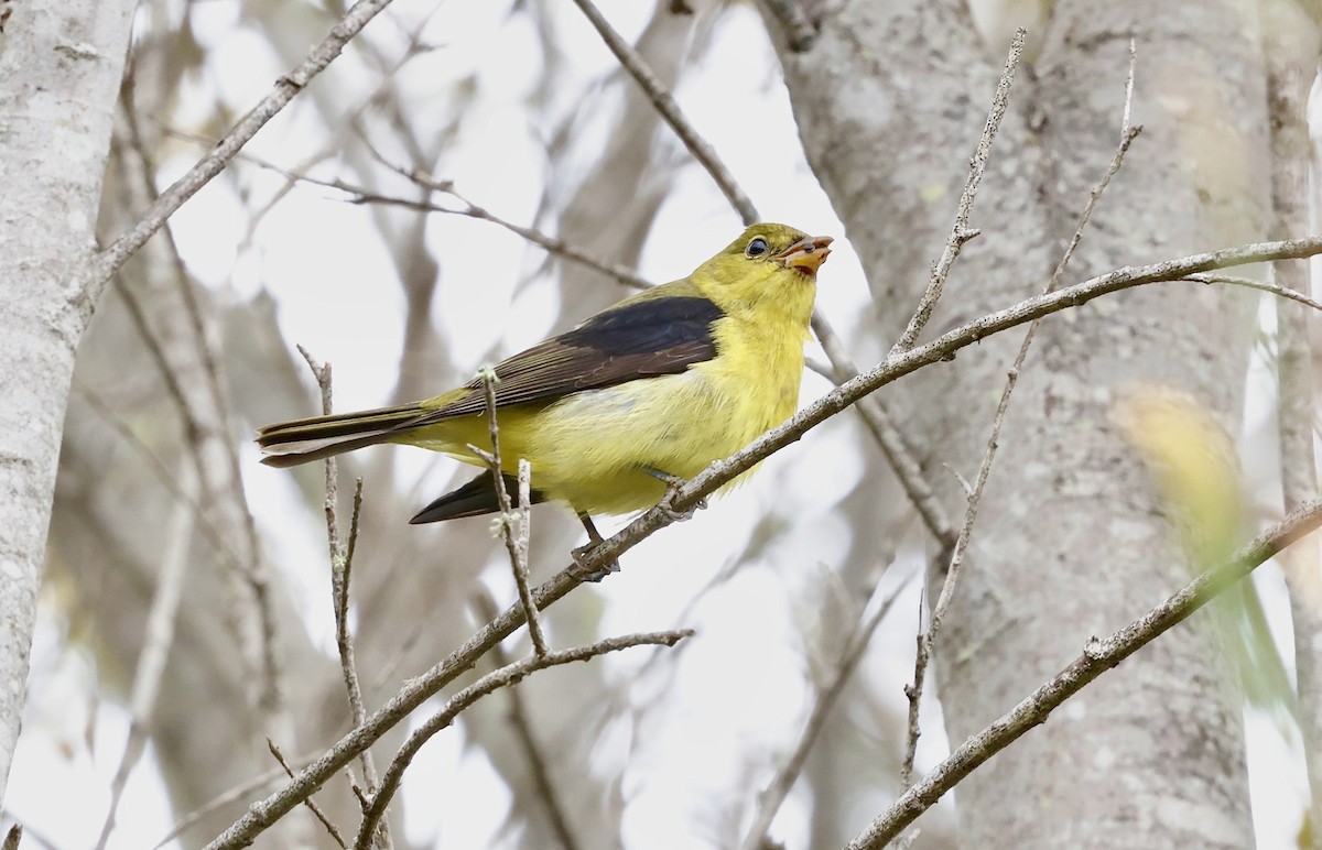 Scarlet Tanager - ML645098075