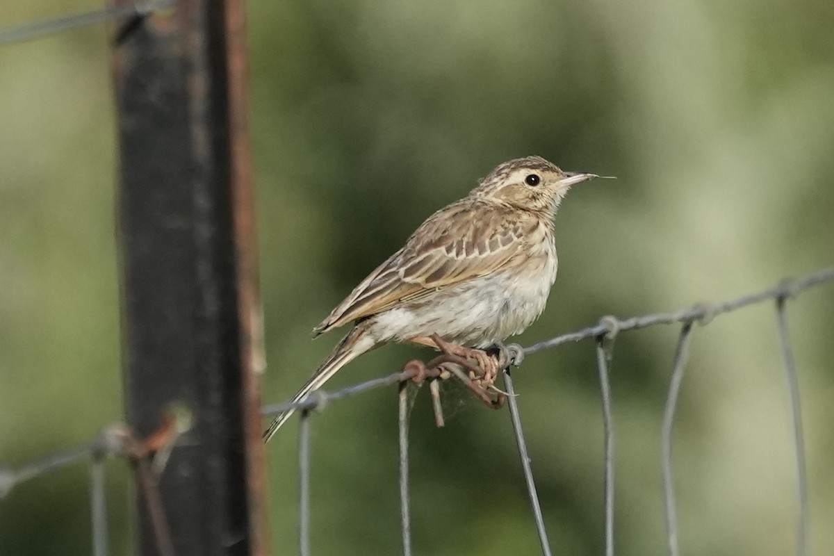 Pipit d'Australie - ML645098081