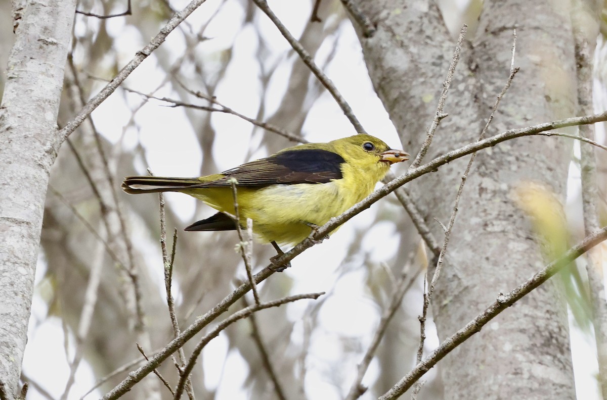 Scarlet Tanager - ML645098083