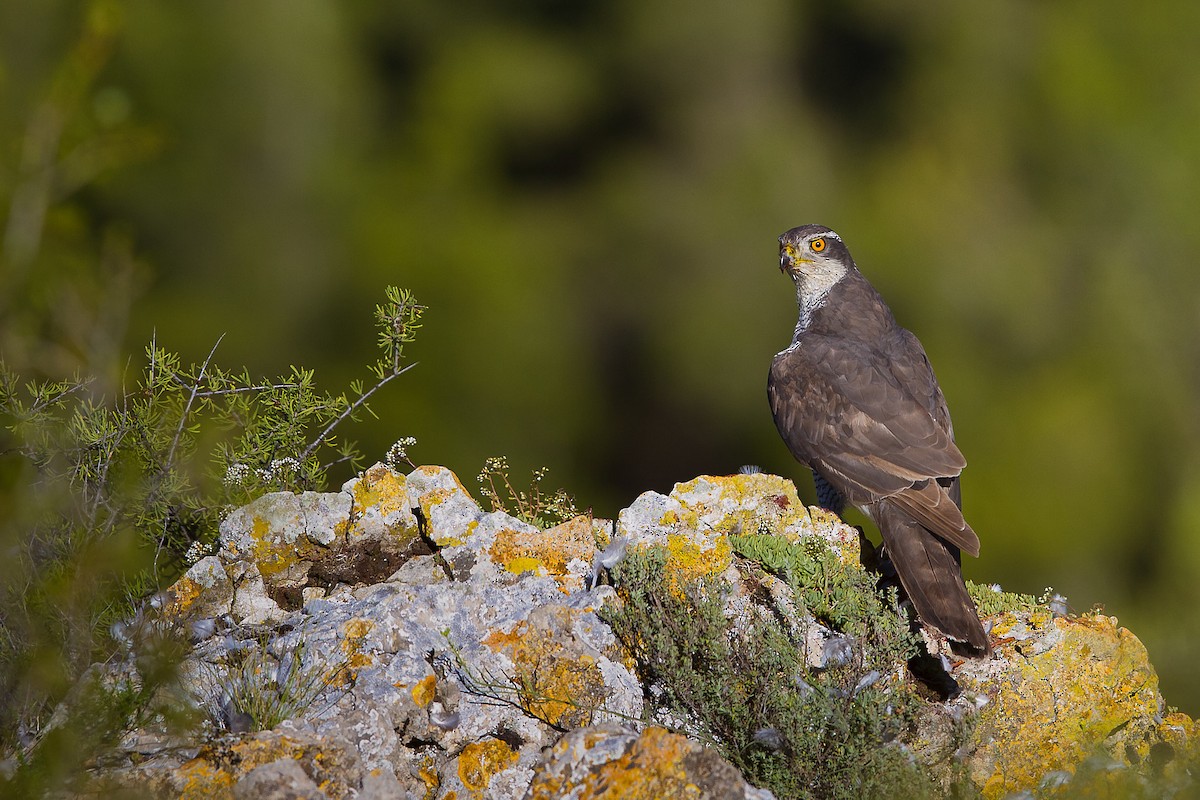 Eurasian Goshawk - ML645098084