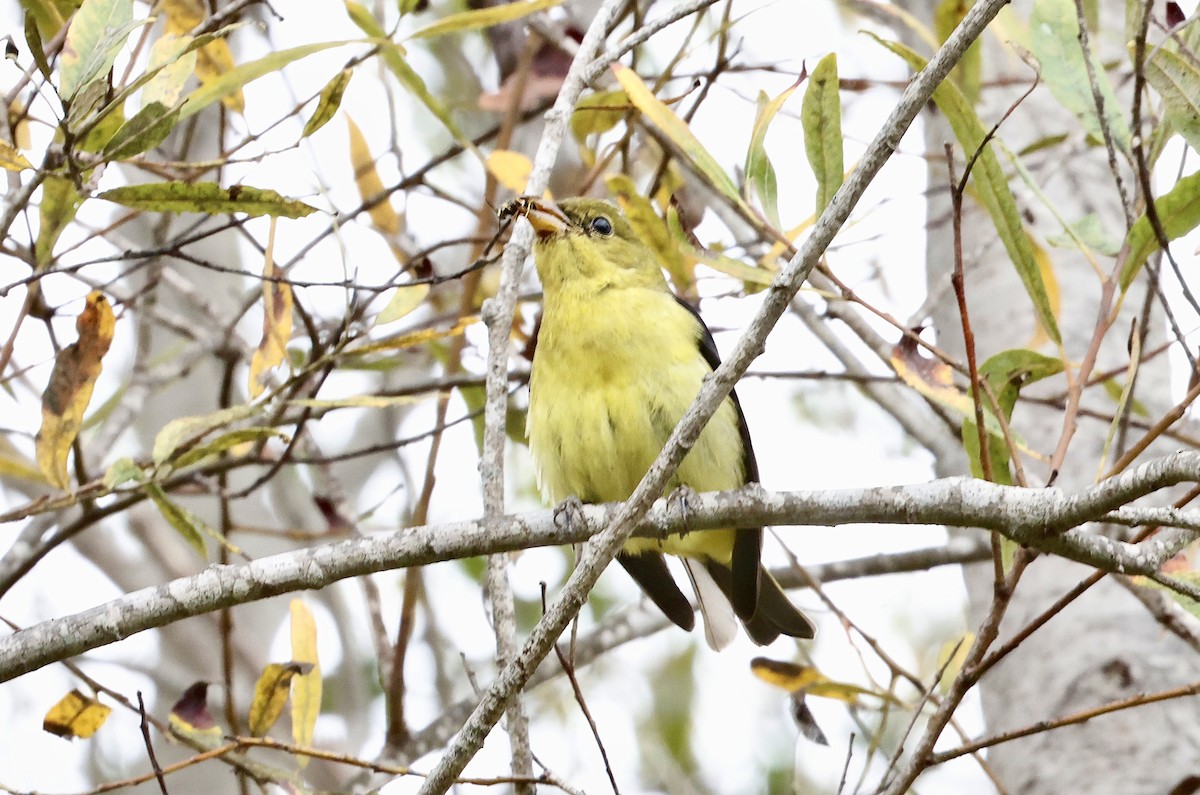 Scarlet Tanager - ML645098086