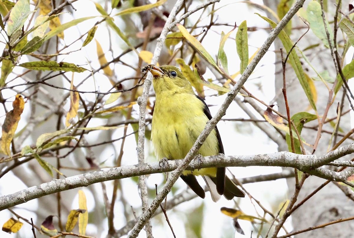 Scarlet Tanager - ML645098087