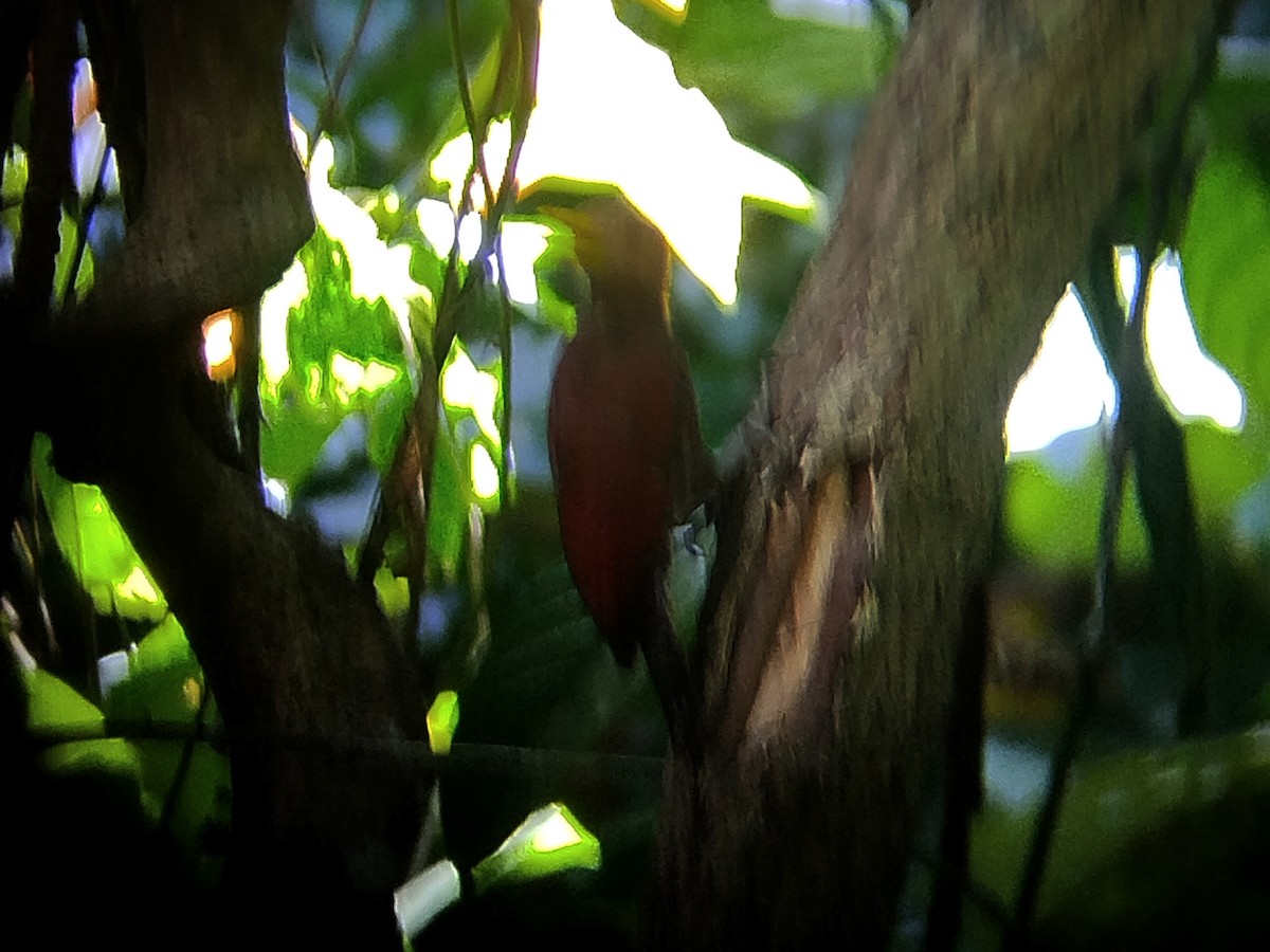 エビチャゲラ - ML645098088