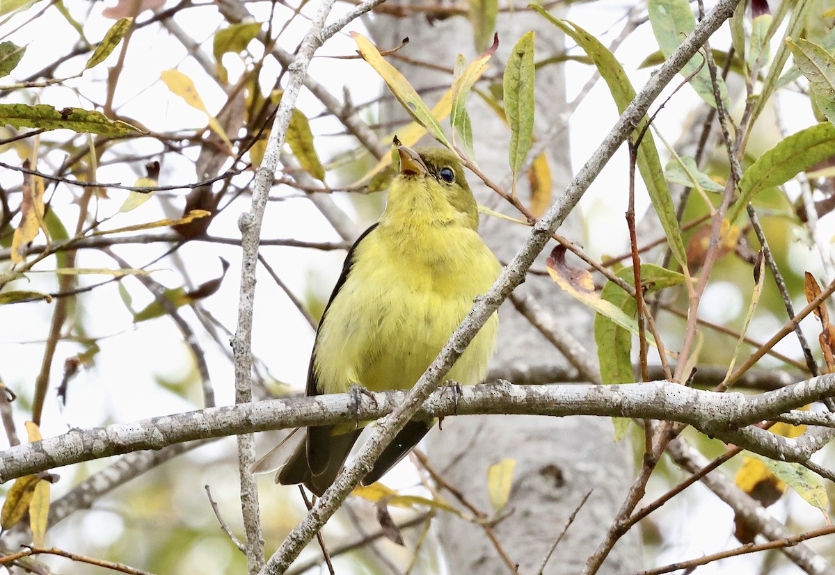 Scarlet Tanager - ML645098093