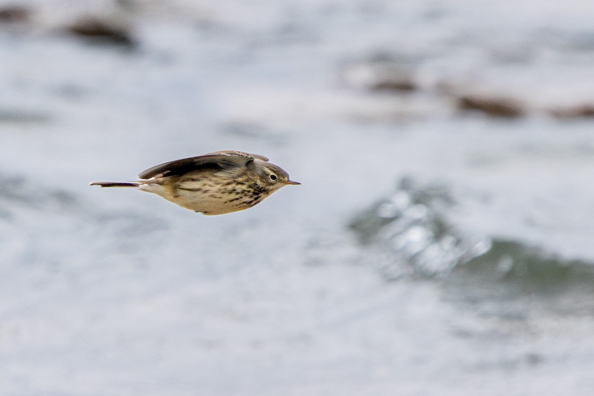 American Pipit - Brad Reinhardt