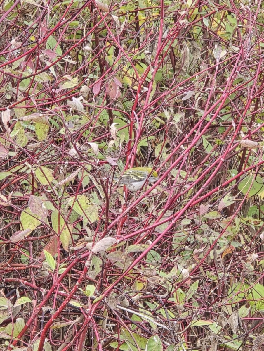 lesňáček rezavoboký - ML645098153