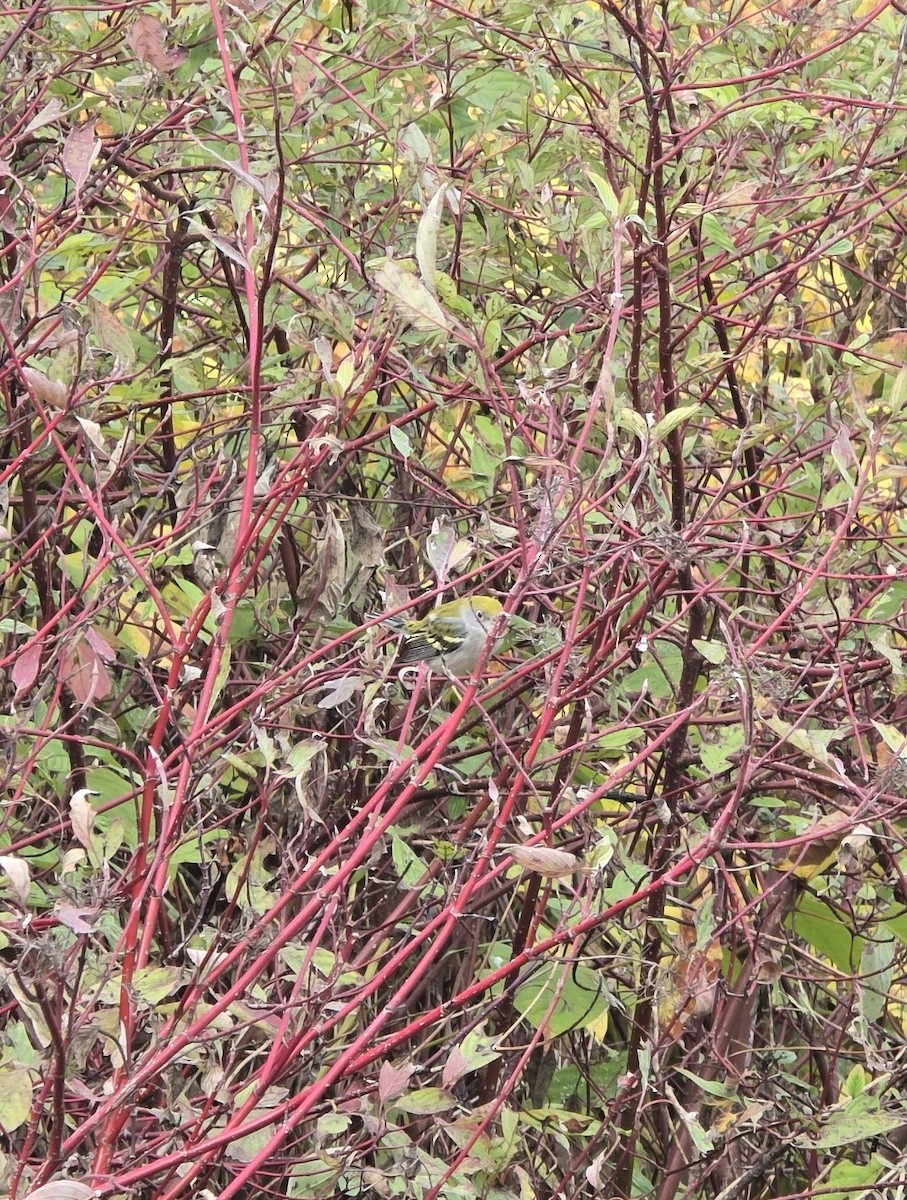 lesňáček rezavoboký - ML645098156