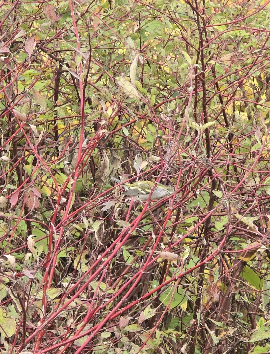 lesňáček rezavoboký - ML645098158